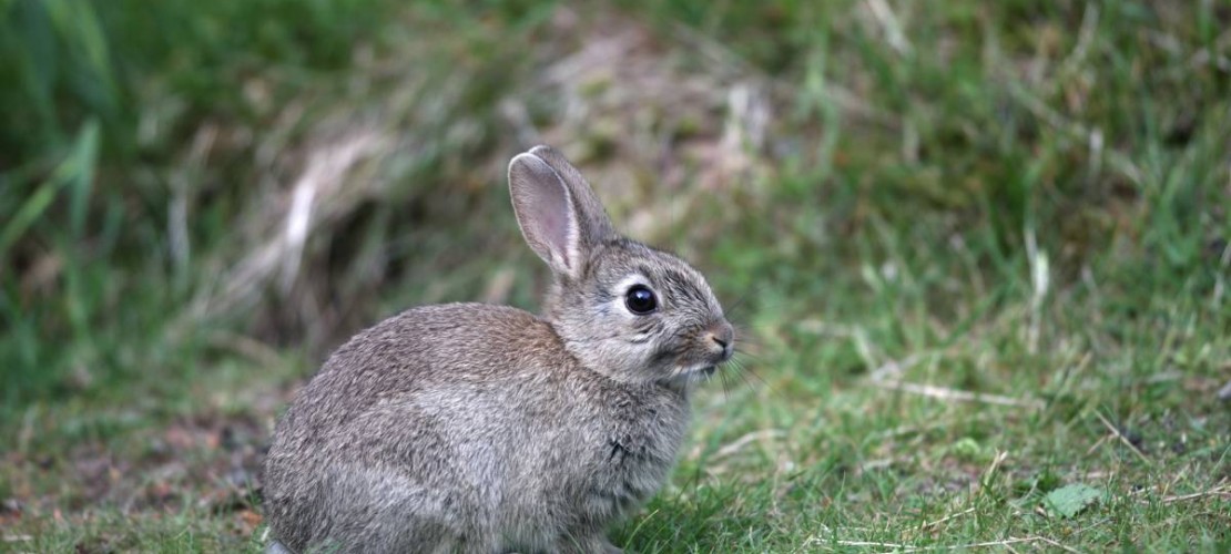 Feldhase und Wildkaninchen – Was ist der Unterschied?