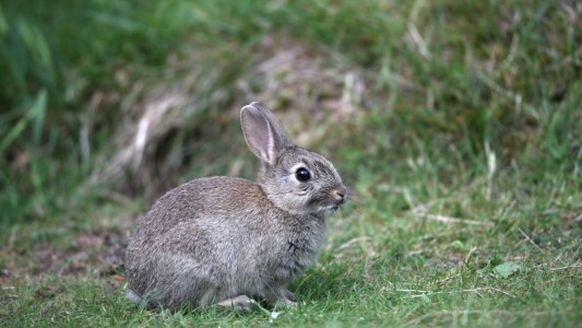 Feldhase und Wildkaninchen – Was ist der Unterschied?