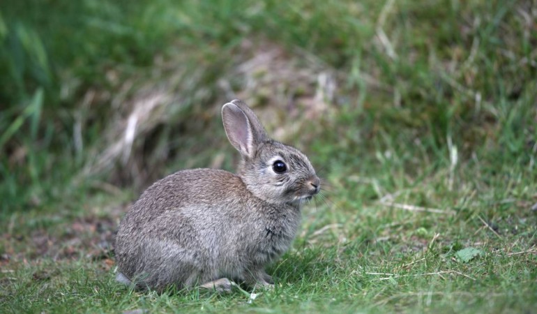 Feldhase und Wildkaninchen – Was ist der Unterschied?