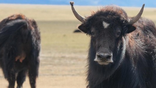 Yak