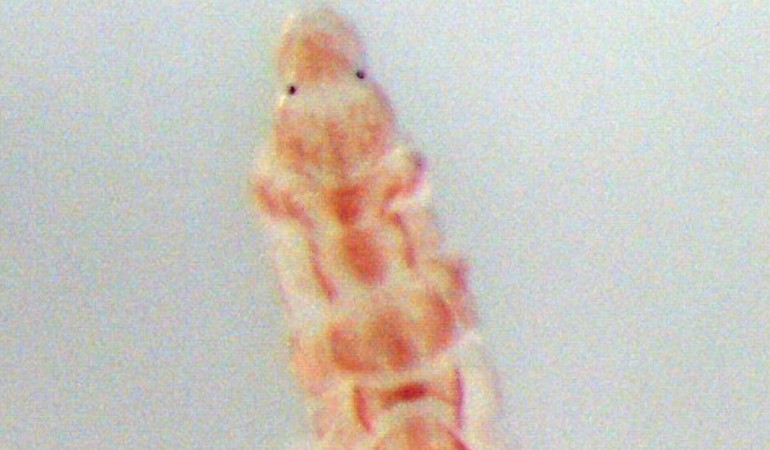 Was sind Bärtierchen?