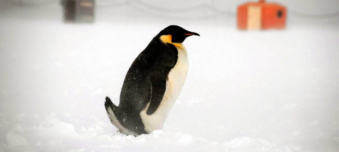 Wem gehört die Antarktis?