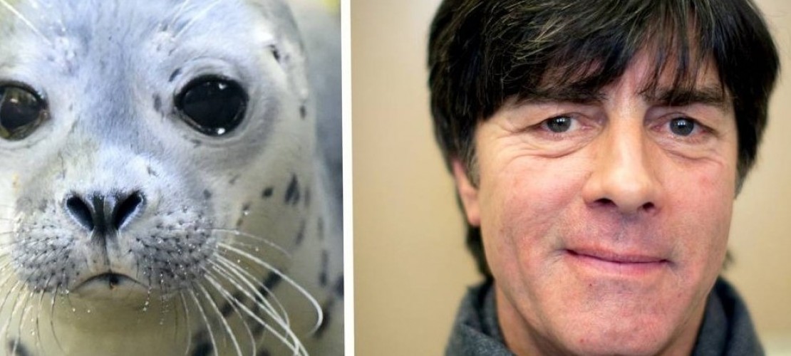 Seehund Jogi, oder: was von der WM übrig bleibt
