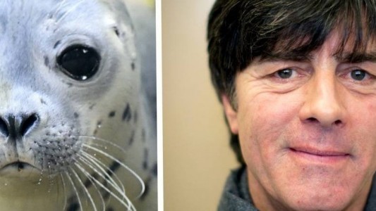 Seehund Jogi, oder: was von der WM übrig bleibt