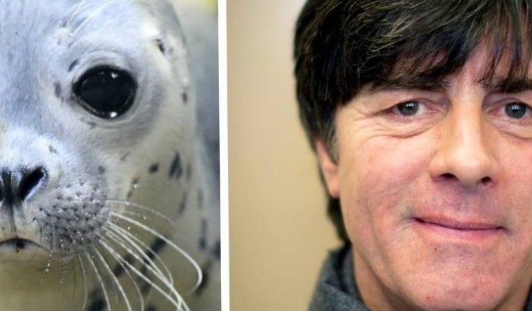 Seehund Jogi, oder: was von der WM übrig bleibt