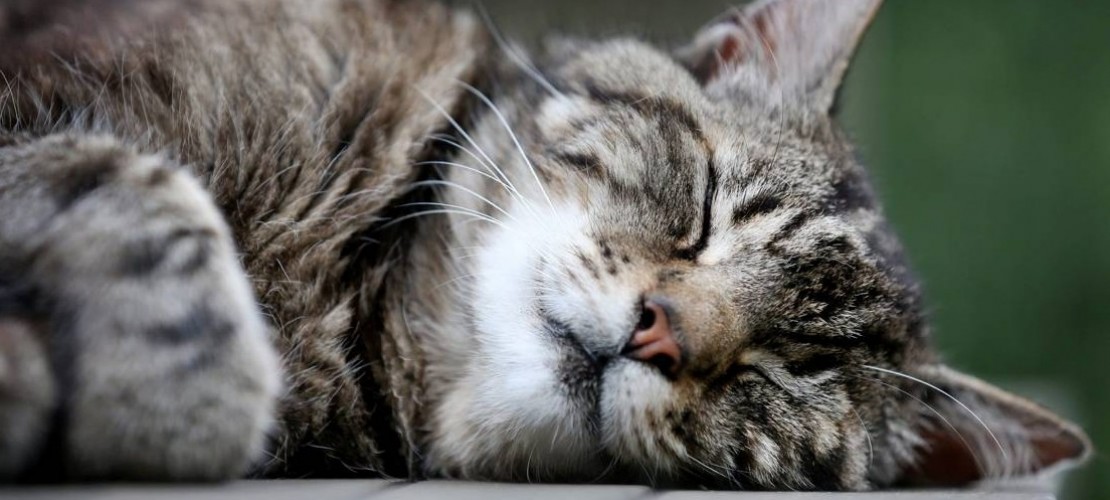 Sind Katzen eigentlich kitzelig?