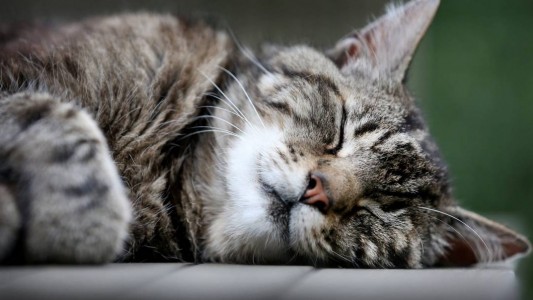 Sind Katzen eigentlich kitzelig?