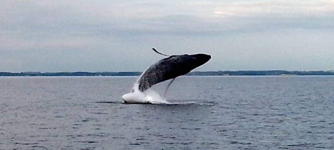 Warum flüstern Walkinder?