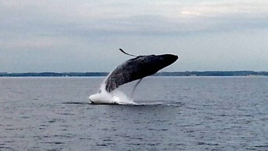 Warum flüstern Walkinder?