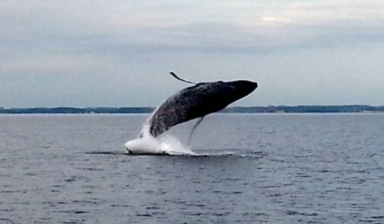 Warum springen Wale?