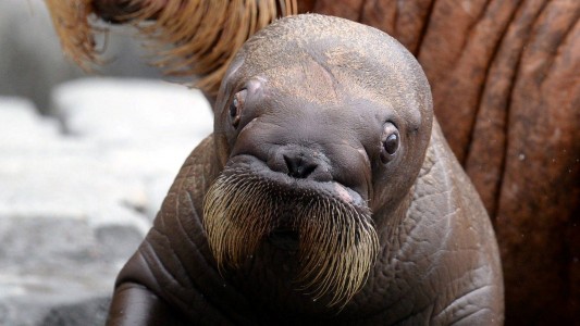 Tierkind der Woche: Walrösschen
