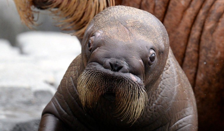 Tierkind der Woche: Walrösschen