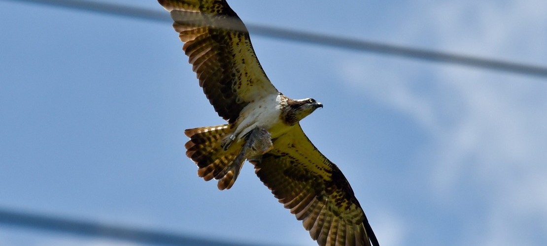 Warum heißt der Fischadler so?