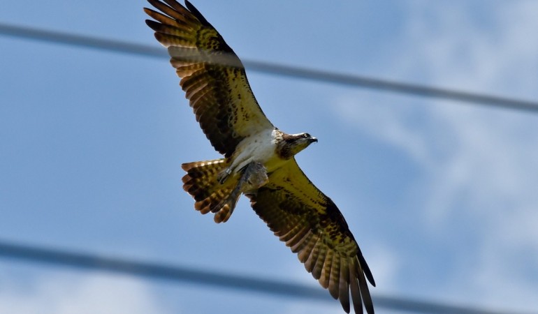 Warum heißt der Fischadler so?