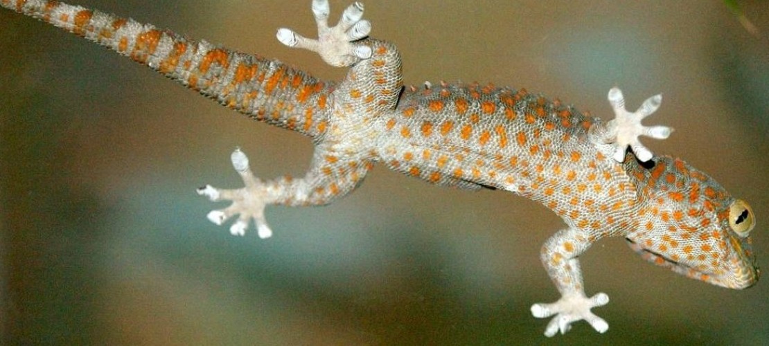 Kletterkünstler Gecko