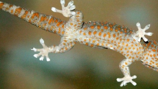 Kletterkünstler Gecko