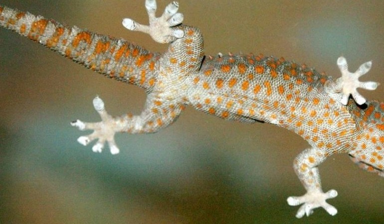 Kletterkünstler Gecko