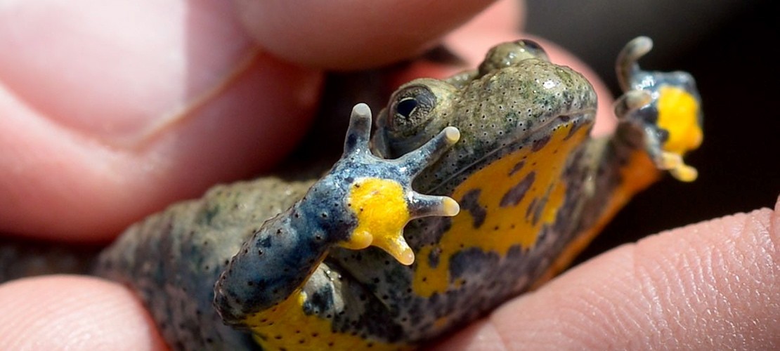 Was ist eine Gelbbauchunke?