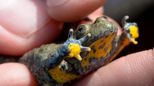 Was ist eine Gelbbauchunke?