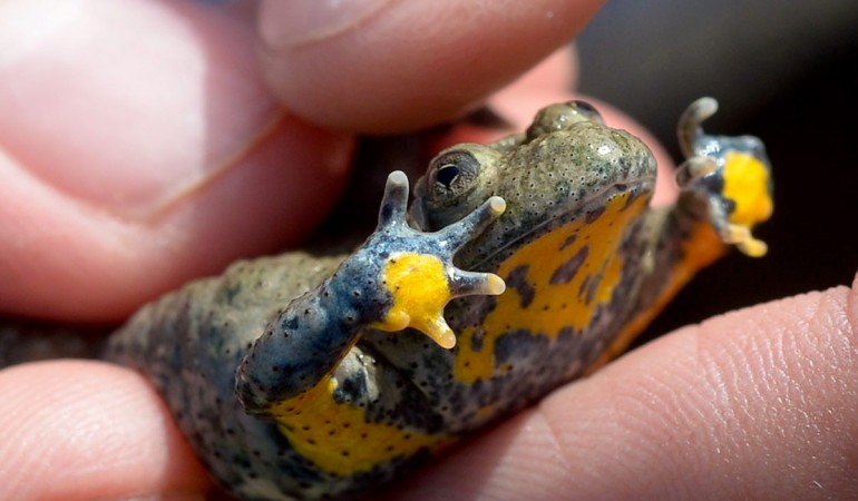 Was ist eine Gelbbauchunke?