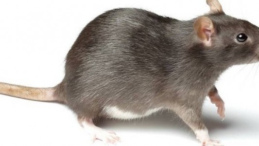 Ratte