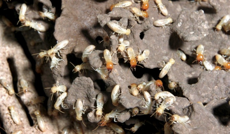 Was für ein Gewusel