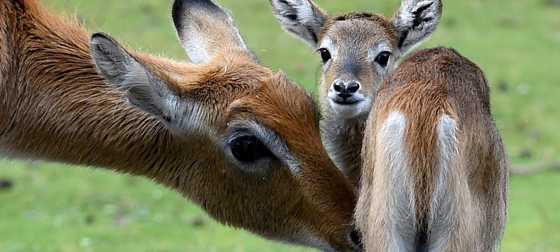 Tierkind der Woche: Knopfauge