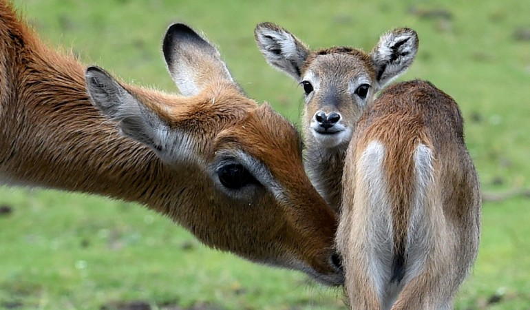 Tierkind der Woche: Knopfauge