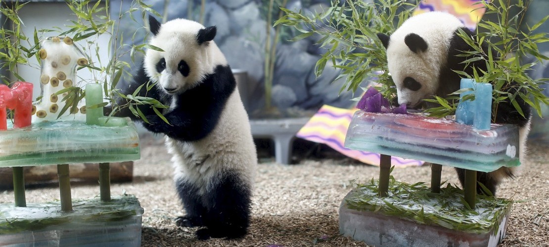 Tierkinder der Woche: Geburtstagspandas