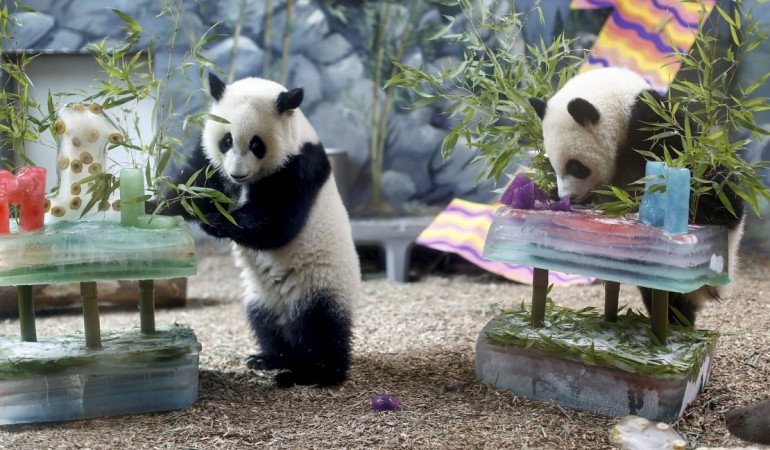 Tierkinder der Woche: Geburtstagspandas