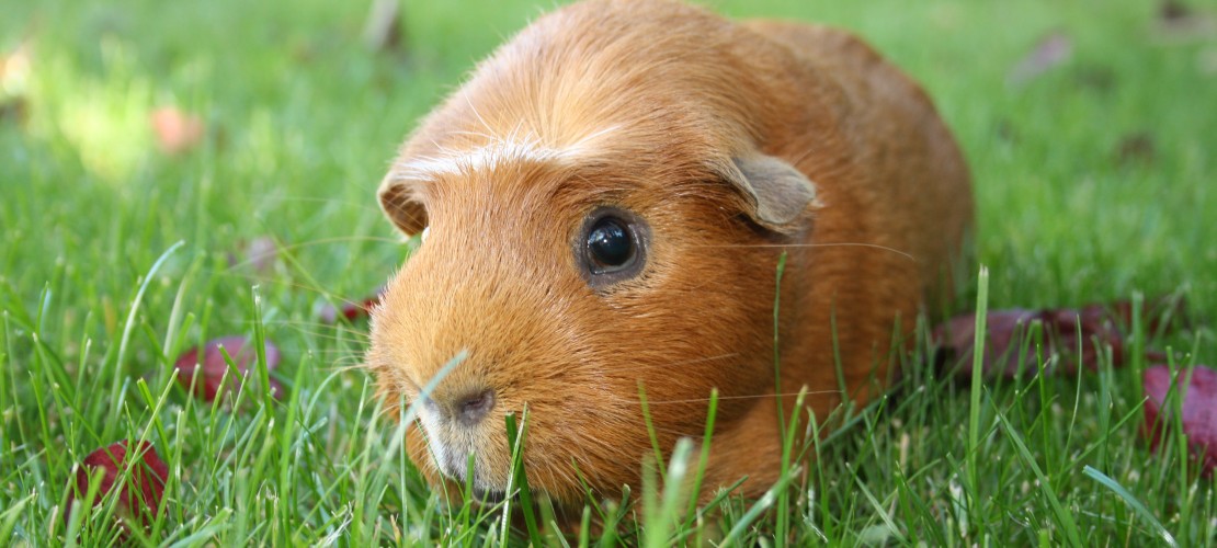 Haustier-Serie: Das Meerschweinchen