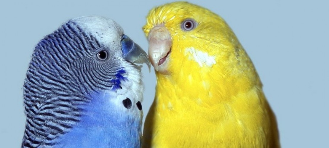 Haustier-Serie: Wellensittiche