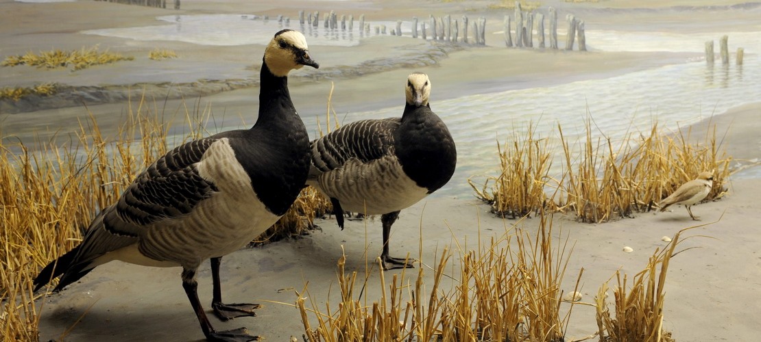 Was ist das Wattenmeer?