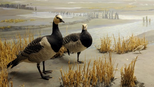 Was ist das Wattenmeer?