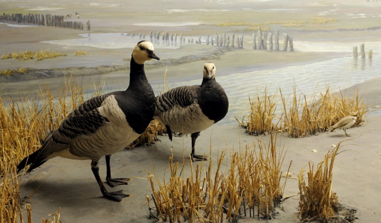 Was ist das Wattenmeer?