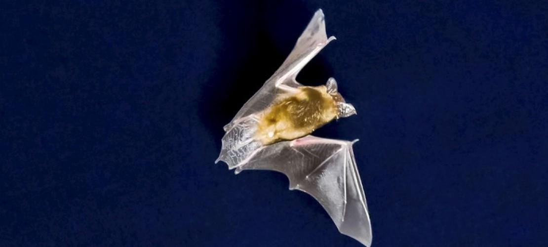 Fledermaus