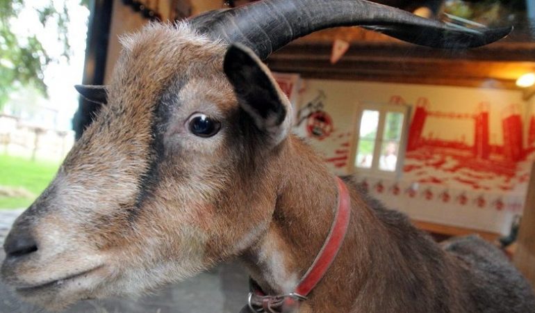 Das liest du in der neuen Duda