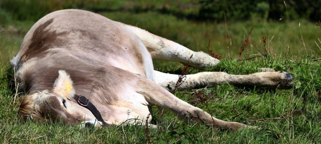Warum liegen Kühe so oft rum?