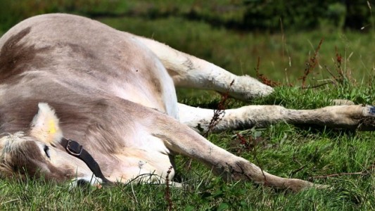Warum liegen Kühe so oft rum?