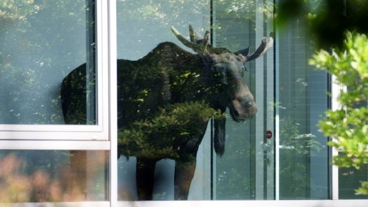 Ein Elch auf dem Flur