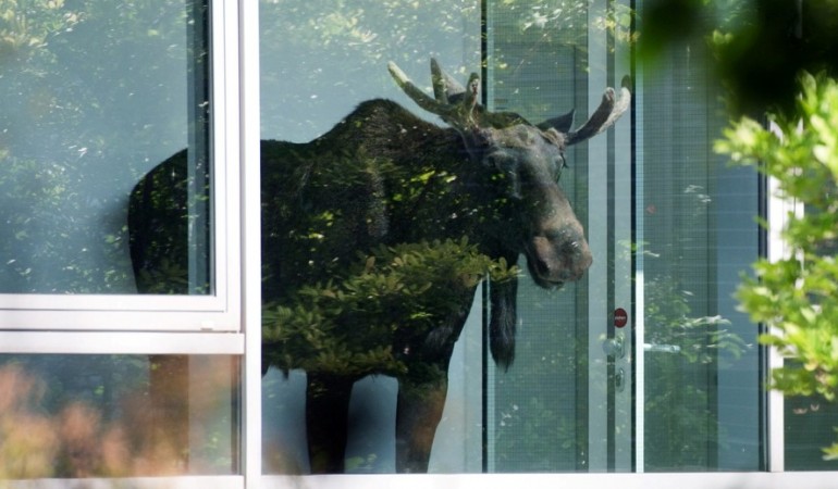 Ein Elch auf dem Flur