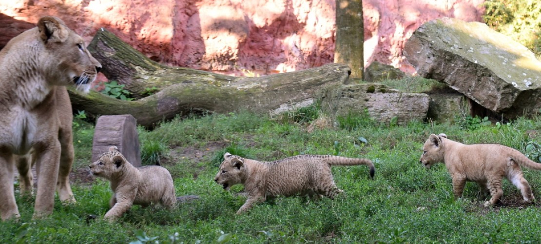 Tierkinder der Woche: Berberlöwen
