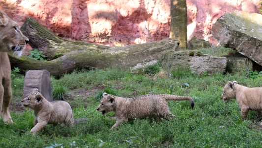 Tierkinder der Woche: Berberlöwen