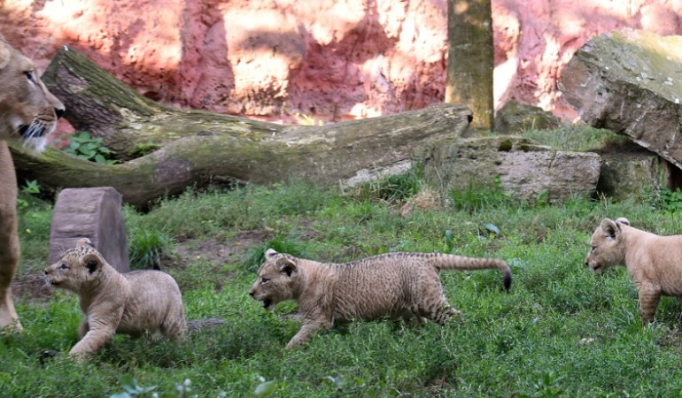 Tierkinder der Woche: Berberlöwen