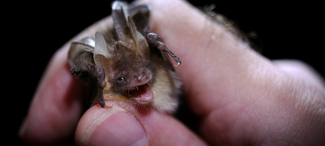 Fledermausnacht in Köln