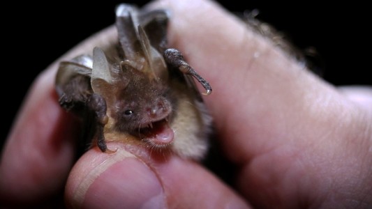 Fledermausnacht in Köln