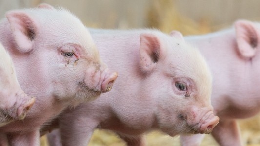 Mini-Schweine im Viererpack