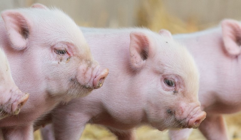 Mini-Schweine im Viererpack