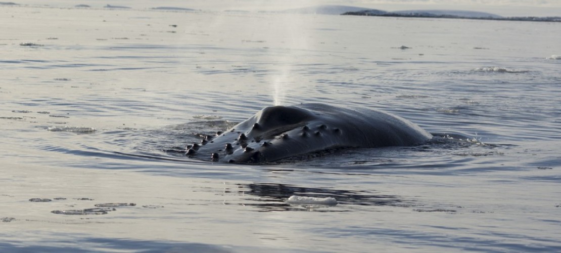Warum stoßen Wale Wasser aus?