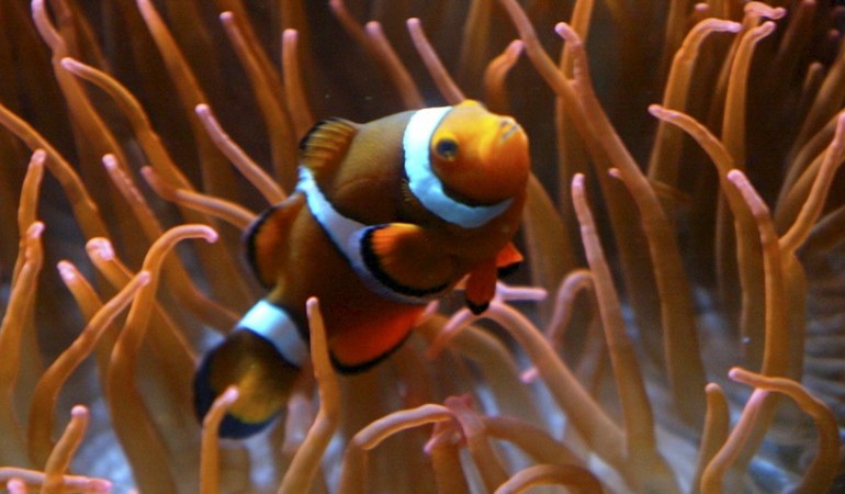 Können sich Fische unterhalten?